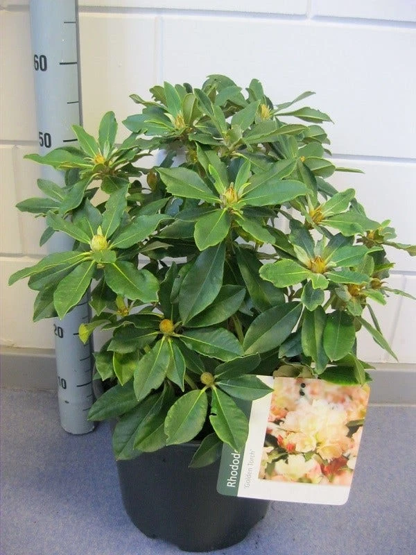 Dwergrhododendron (Rhododendron 'Golden Torch') 2 Dwergrhododendron (Rhododendron 'Golden Torch') - Afbeelding 2