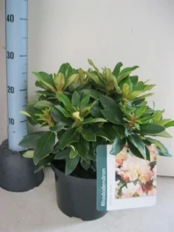 Dwergrhododendron (Rhododendron 'Golden Torch') -Planten Verkoopwinkel rhododendron golden torch c5 aug 2