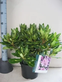 Rhododendron (Rhododendron 'Goldflimmer') -Planten Verkoopwinkel rhododendron goldflimmer c5 aug 1 1