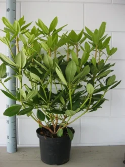 Rhododendron (Rhododendron Catawbiense 'Grandiflorum') -Planten Verkoopwinkel rhododendron grandiflorum 50 60 1