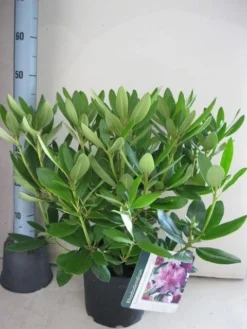 Rhododendron (Rhododendron Catawbiense 'Grandiflorum') -Planten Verkoopwinkel rhododendron grandiflorum c5 aug