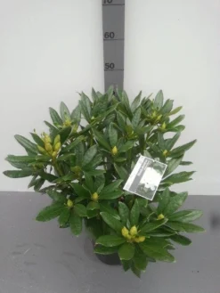 Rhododendron (Rhododendron 'Madame Masson') -Planten Verkoopwinkel rhododendron madame masson 2