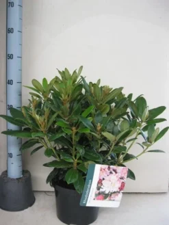 Rhododendron (Rhododendron 'Percy Wiseman') -Planten Verkoopwinkel rhododendron percy wiceman c5 aug