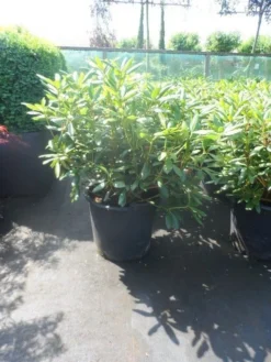 Rhododendron (Rhododendron 'Roseum Elegans') -Planten Verkoopwinkel rhododendron roseum elegans 60 80 cont 2