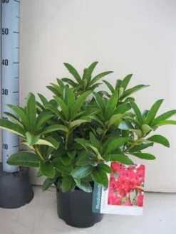 Rhododendron (Rhododendron 'Wilgen's Ruby') 35 Rhododendron (Rhododendron 'Wilgen's Ruby') -Planten Verkoopwinkel rhododendron wilgens ruby c5 aug 1 1