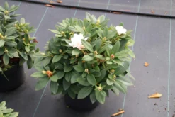 Dwergrhododendron (Rhododendron 'Golden Torch') -Planten Verkoopwinkel rhododendron y. golden torch 5 2