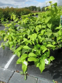 Schijnkerria (Rhodotypos Scandens) -Planten Verkoopwinkel rhodotypos scandens 1