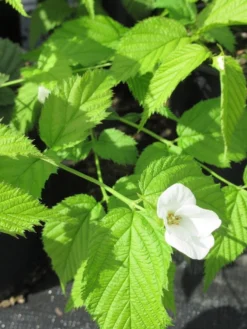 Schijnkerria (Rhodotypos Scandens) -Planten Verkoopwinkel rhodotypos scandens 2