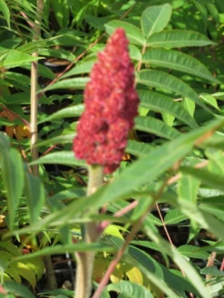 Fluweelboom, Struik (Rhus Typhina) -Planten Verkoopwinkel rhus typhina 1