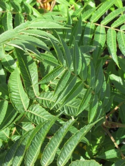 Fluweelboom, Struik (Rhus Typhina) -Planten Verkoopwinkel rhus typhina 2