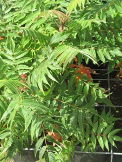 Fluweelboom, Struik (Rhus Typhina) -Planten Verkoopwinkel rhus typhina 4