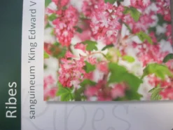 Ribes (Ribes Sanguineum 'King Edward VII') -Planten Verkoopwinkel ribes king edward