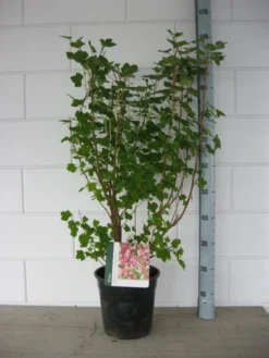 Ribes (Ribes Sanguineum 'King Edward VII') -Planten Verkoopwinkel ribes king edward c7 april