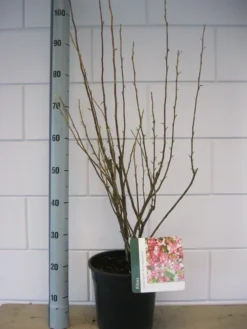 Ribes (Ribes Sanguineum 'King Edward VII') -Planten Verkoopwinkel ribes king edwards iv c7 okt