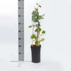 Zwarte Bes (Ribes Nigrum 'Ben Nevis') -Planten Verkoopwinkel ribes nigrum ben nevis
