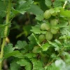 Groene Kruisbes Op Stam (Ribes Uva-crispa 'Hinnonmaki Grön')