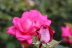 Grootbloemige Roos (Rosa 'Acapella') -Planten Verkoopwinkel rosa acapella 2