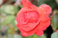 Klimroos (Rosa 'Bionda') -Planten Verkoopwinkel rosa bionda 1