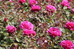 Speciale Roos (Rosa 'Blackberry Nip') -Planten Verkoopwinkel rosa blackberry nip 2 1