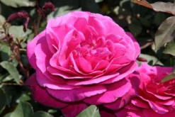 Speciale Roos (Rosa 'Blackberry Nip') -Planten Verkoopwinkel rosa blackberry nip 3 1