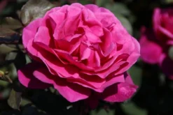 Speciale Roos (Rosa 'Blackberry Nip') -Planten Verkoopwinkel rosa blackberry nip 4 1