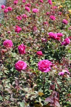 Speciale Roos (Rosa 'Blackberry Nip') -Planten Verkoopwinkel rosa blackberry nip 5