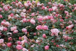 Grootbloemige Roos (Rosa 'Blue Girl') -Planten Verkoopwinkel rosa blue girl 2