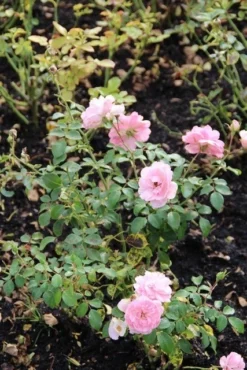 Trosroos (Rosa 'Bonica 82') -Planten Verkoopwinkel rosa bonica 82 1