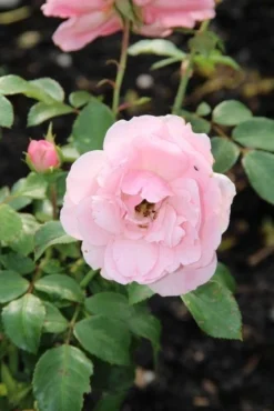 Trosroos (Rosa 'Bonica 82') -Planten Verkoopwinkel rosa bonica 82 2
