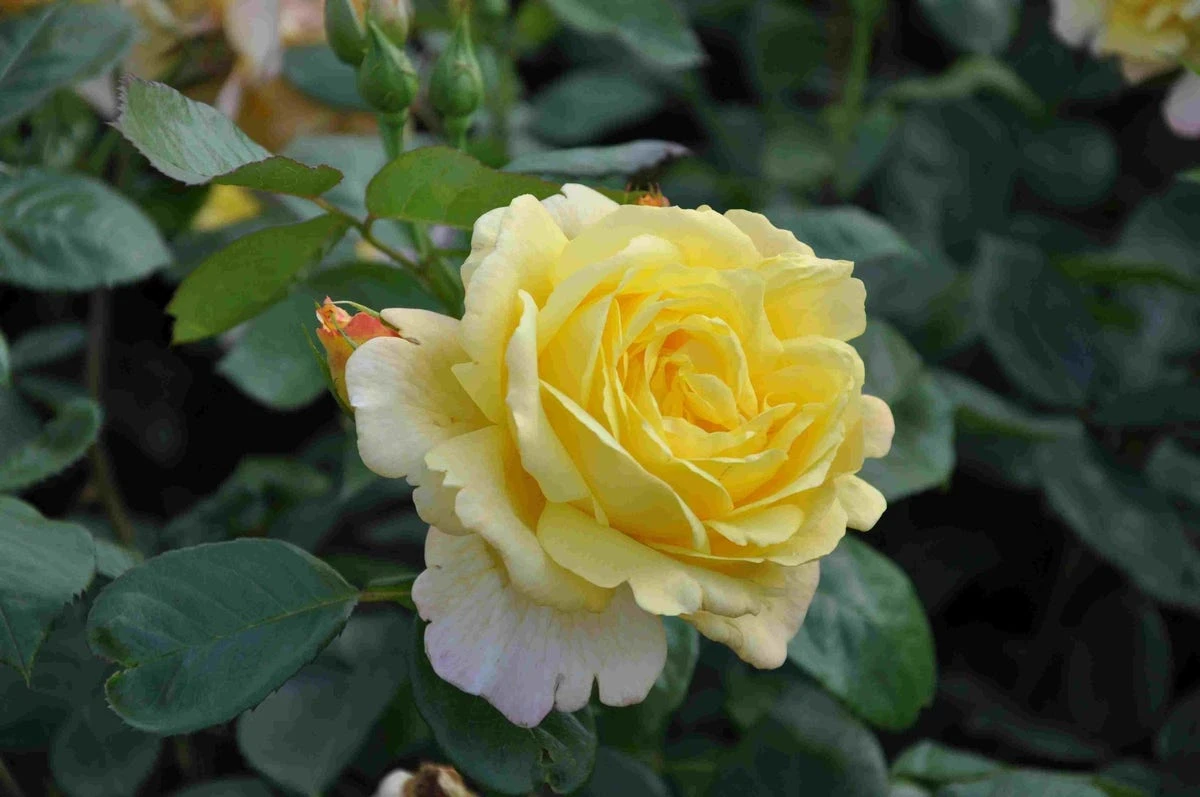 Klimroos (Rosa 'Climbing Chinatown') 2 Klimroos (Rosa 'Climbing Chinatown') - Afbeelding 2