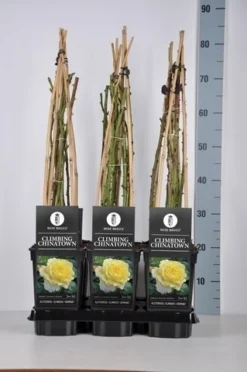 Klimroos (Rosa 'Climbing Chinatown') -Planten Verkoopwinkel rosa climbing chinatown in de winter