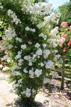 Miniklimroos (Rosa 'Guirlande D'Amour') -Planten Verkoopwinkel rosa guirlande d amour