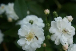 Miniklimroos (Rosa 'Guirlande D'Amour') -Planten Verkoopwinkel rosa guirlande d amour 1 1