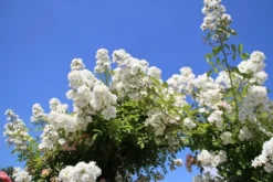 Miniklimroos (Rosa 'Guirlande D'Amour') -Planten Verkoopwinkel rosa guirlande d amour 2 2 1