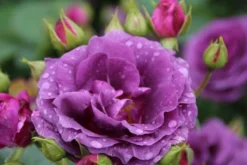 Trosroos (Rosa 'Minerva') -Planten Verkoopwinkel rosa minerva 2