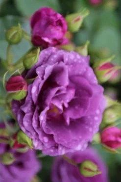 Trosroos (Rosa 'Minerva') -Planten Verkoopwinkel rosa minerva 1