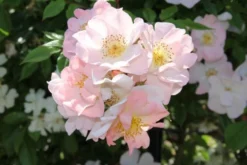Miniklimroos (Rosa 'Open Arms') -Planten Verkoopwinkel rosa open arms 1