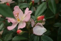 Miniklimroos (Rosa 'Open Arms') -Planten Verkoopwinkel rosa open arms 1