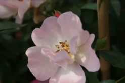 Miniklimroos (Rosa 'Open Arms') -Planten Verkoopwinkel rosa open arms 2 1