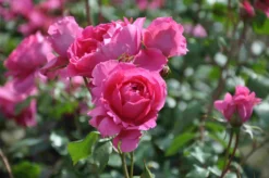Klimroos (Rosa 'Pink Cloud') -Planten Verkoopwinkel rosa pink cloud 1
