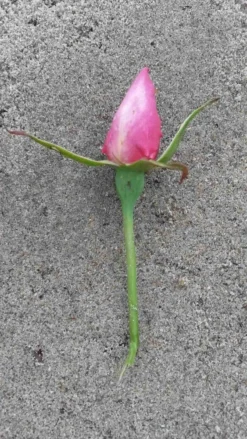 Klimroos (Rosa 'Pink Cloud') -Planten Verkoopwinkel rosa pink cloud 2 1