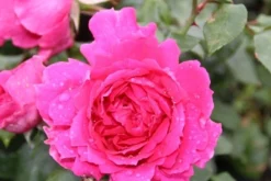 Klimroos (Rosa 'Pink Cloud') -Planten Verkoopwinkel rosa pink cloud 2 1 1