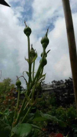 Klimroos (Rosa 'Pink Cloud') -Planten Verkoopwinkel rosa pink cloud 3 1