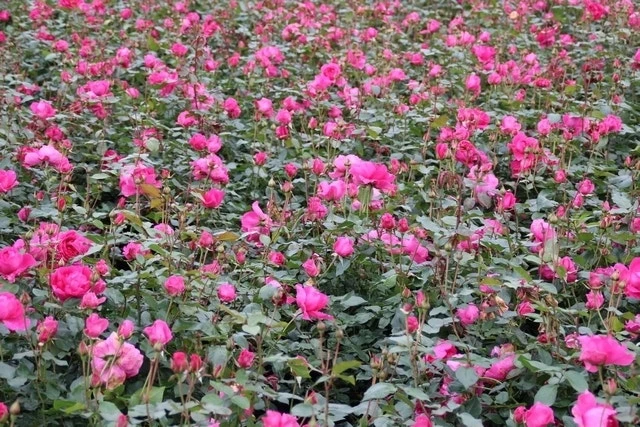 Klimroos (Rosa 'Pink Cloud') 6 Klimroos (Rosa 'Pink Cloud') - Afbeelding 6