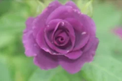 Roos (Rosa 'Rhapsody In Blue') -Planten Verkoopwinkel rosa rhapsody in blue 2 2 1