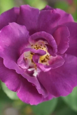 Roos (Rosa 'Rhapsody In Blue') -Planten Verkoopwinkel rosa rhapsody in blue 2 3