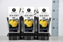 Bodembedekkende Roos (Rosa 'Solero') 6 Bodembedekkende Roos (Rosa 'Solero') -Planten Verkoopwinkel rosa solero in de winter