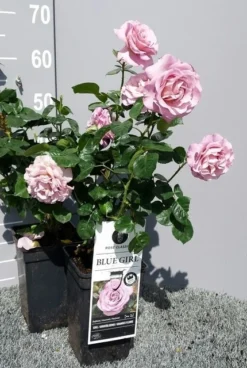 Grootbloemige Roos (Rosa 'Blue Girl') -Planten Verkoopwinkel rosabluegirl04