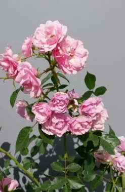 Trosroos (Rosa 'Bonica 82') -Planten Verkoopwinkel rosabonica01
