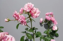 Trosroos (Rosa 'Bonica 82') -Planten Verkoopwinkel rosabonica02
